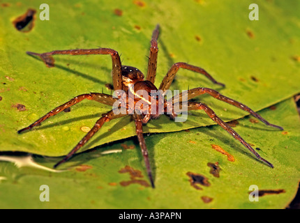 Sechs entdeckt Fishing Spider Dolomedes Triton USA Stockfoto