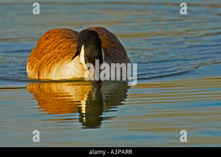 Kanadagans Branta Canadensis Lakewood, Colorado USA Stockfoto