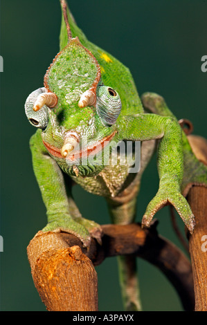 Usambara 3 Horn Chamäleon Chameleo Deremensis Afrika Stockfoto