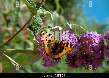 Red Admiral Schmetterling auf Sommerflieder Blume im englischen Garten Stockfoto