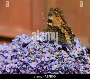 Red Admiral Schmetterling auf Sommerflieder Blume im englischen Garten Stockfoto