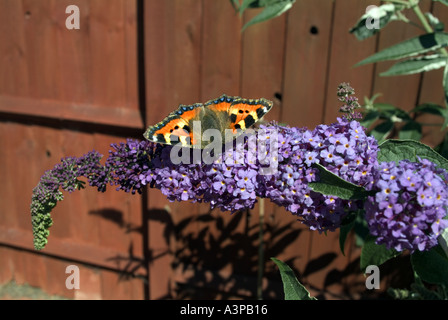 Red Admiral Schmetterling auf Sommerflieder Blume im englischen Garten Stockfoto