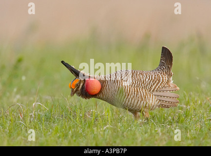 Geringerem Prairie Chicken Tympanuchus Pallidicinctus männlichen Woodward County Oklahoma USA Stockfoto