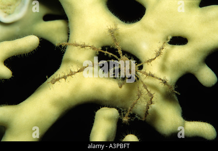 Stachelige Seespinnen Achaeus Spinosus Rotes Meer-Ägypten Stockfoto