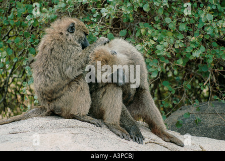 Olive Baboon Pflege auf Felsen in Seronera Lodge Serengeti Nationalpark, Tansania Stockfoto