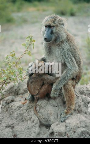 Olive Baboon Spanferkel ihr Baby im Lake Manyara Nationalpark Tansania Stockfoto