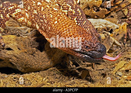 Mexikanischen Perlen Echse Heloderma Horridum südlichen USA-Mexiko Stockfoto