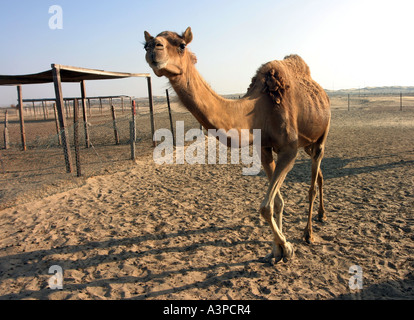 Erwachsenen Kamel in der arabischen Wüste, Abu Dhabi, Vereinigte Arabische Emirate Stockfoto