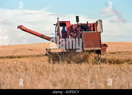 Mähdreschers auf ein Getreidefeld, Litauen Stockfoto