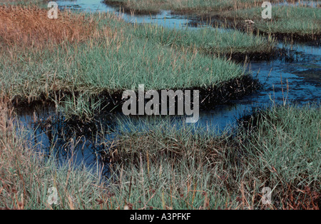 Verschmutzte Sümpfe nach Öl verschütten von Fawley Raffinerie New Forest Hampshire - UK Stockfoto