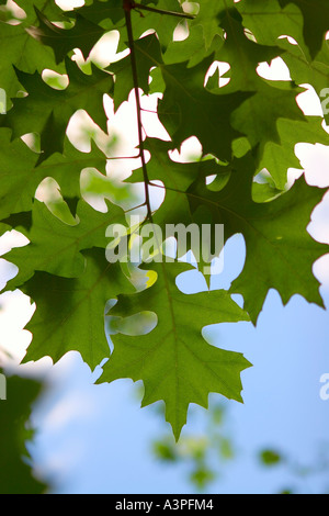 Blätter gegen blauen Himmel, Unterseite Ansicht, close-up New York, USA Stockfoto