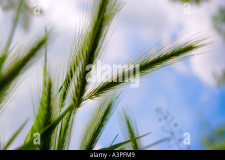 Weizen wächst in auffangene gegen blauen Himmel, Unterseite Ansicht, Nahaufnahme Stockfoto
