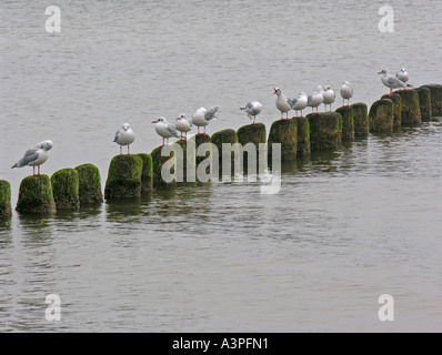 Möwen Silbermöwen auf Holzblöcke für Küstenschutz am Strand von Heringsdorf Usedom Deutschland Stockfoto
