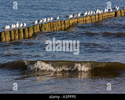 Möwen Silbermöwen auf Holzblöcke für Küstenschutz am Strand von Heringsdorf Usedom Deutschland Stockfoto