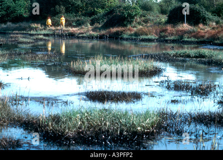 Verschmutzte Sümpfe nach Öl verschütten von Fawley Raffinerie New Forest Hampshire - UK Stockfoto