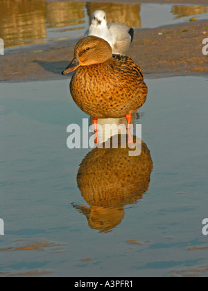 Ente, weibliche Stockente und europäischen Silbermöwe am Strand Stockfoto