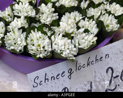 Naschmarkt Blumen Schneeglöckchen Stockfoto