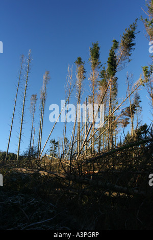 Alwen Resevoir Forstwirtschaft Kommission land Stockfoto