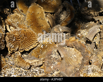 Sonnenblume, getrocknet, ohne Samen Stockfoto