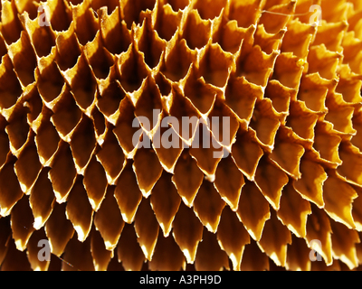 Sonnenblume, getrocknet, ohne Samen Stockfoto