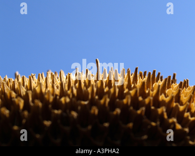 Sonnenblume, getrocknet, ohne Samen Stockfoto