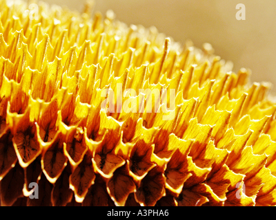 Sonnenblume, getrocknet, ohne Samen Stockfoto