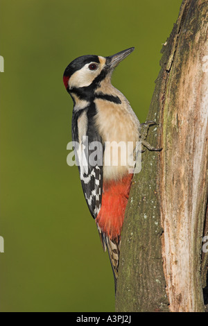 Männlicher Buntspecht (Dendrocopos großen), Cambridgeshire, England, Vereinigtes Königreich, Dezember Stockfoto