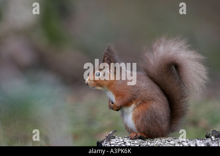 Eichhörnchen Stockfoto