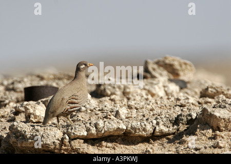 Sand Partridge Stockfoto