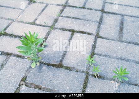 Kleine Pflanzen wachsen auf einem Bürgersteig Stockfoto