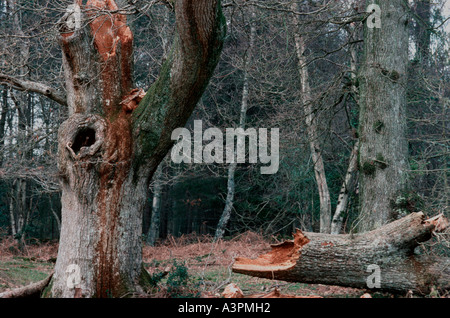 Sturmschäden Sie Wald New Hampshire - UK Stockfoto