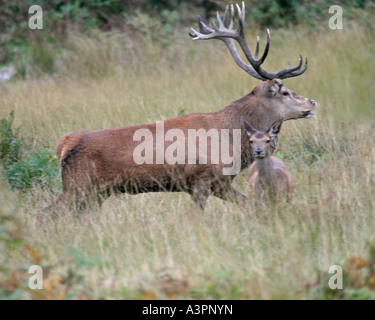Rothirsch Cervus Elaphus Hirsch Sv mit Hinds in Anwesenheit Stockfoto