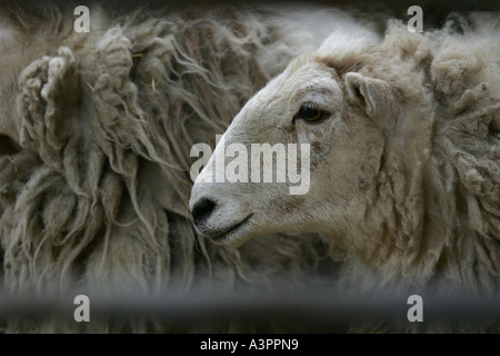 "Megan" das erste geklonte Schaf feiert ihren 10. Geburtstag mit dem Team, das ihr erstellt, bevor sie "Dolly" erstellt Stockfoto