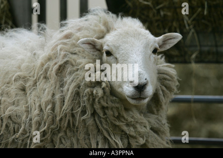 "Megan" das erste geklonte Schaf feiert ihren 10. Geburtstag mit dem Team, das ihr erstellt, bevor sie "Dolly" erstellt Stockfoto