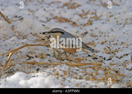 Kleiber Sitta Europaea sammeln Samen im Schnee sv Stockfoto