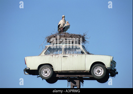 Ein Nest von Störchen auf einen Trabant, Neuruppin, Deutschland Stockfoto