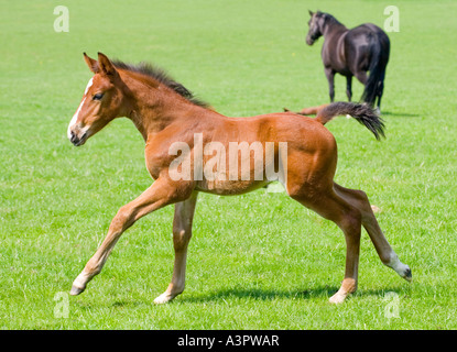 Warmblut-Fohlen im Feld spielen Stockfoto