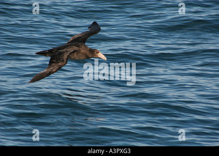 19. November 2005 Giant Petrel Pardelas in der Nähe von Piramides Golfo Nuevo Halbinsel Valdes Chubut Patagonien Argentinien Stockfoto