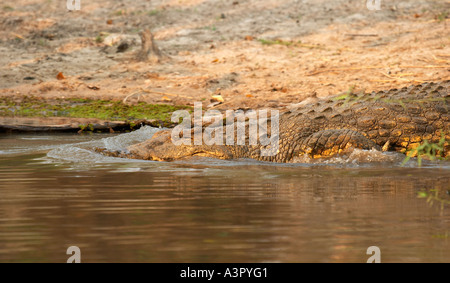 Nil-Krokodil (Crocodylus Niloticus) in Wasser Stockfoto