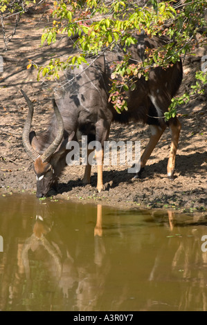 Nyala Buck am Wasserloch (Tragelaphus Angasi) Stockfoto