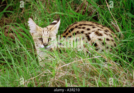 Serval Leptailurus Serval, eine kleine afrikanische Wildkatze Stockfoto