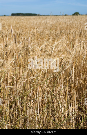 6-reihig Gerste. Stockfoto