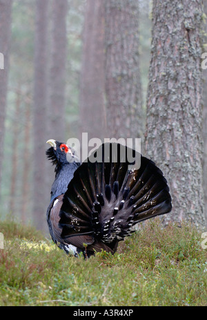 Anzeigen von männliche Auerhuhn bei Lekking Boden Schottland im april Stockfoto