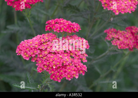 Achillea Millefolium Lansdorferglut Stockfoto