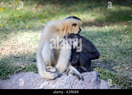 Buff Wangen Crested Gibbon (Nomascus Gabriellae) weiblich mit männlichen jungen Stockfoto