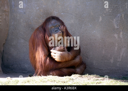 Baby Orang-Utan mit Mutter Stockfoto