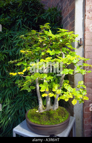 Bonsai Buche Baum Kunst der Miniatur-Bäume wachsen Stockfoto