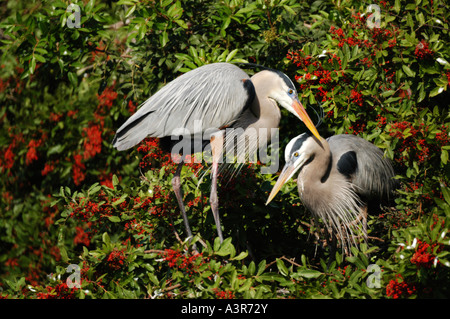 Ein paar große blaue Reiher am Nest in Venedig rookery Stockfoto