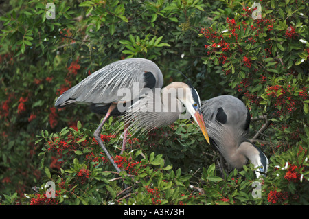 Ein paar große blaue Reiher am Nest in Venedig rookery Stockfoto