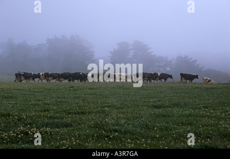 Reihe von Kühen im Feld Stockfoto